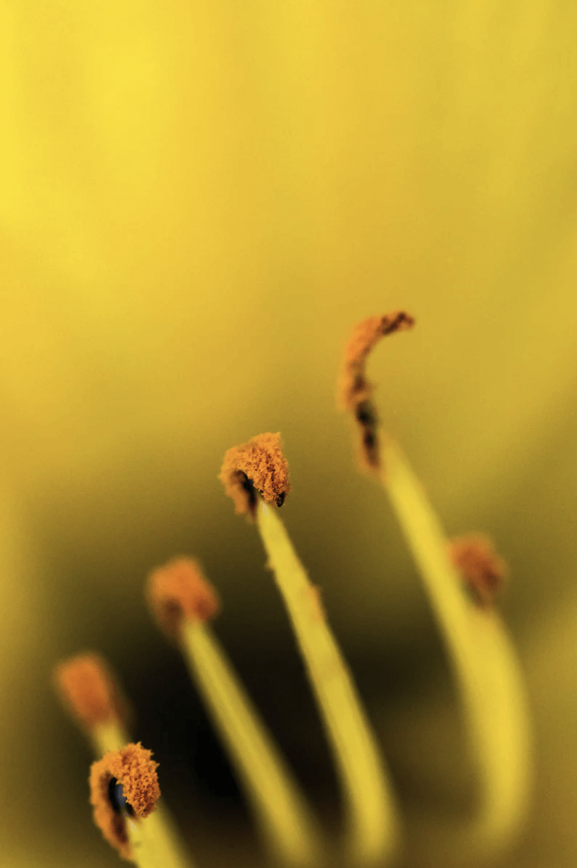 gros plan d'une fleur jaune