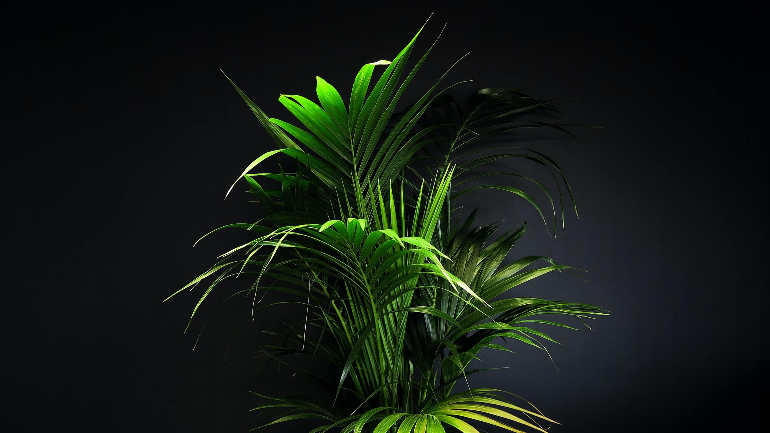 feuilles de palmier photographié avec un éclairage contrasté qui permet d'admirer les niveaux de luminance dans la couleur des feuilles