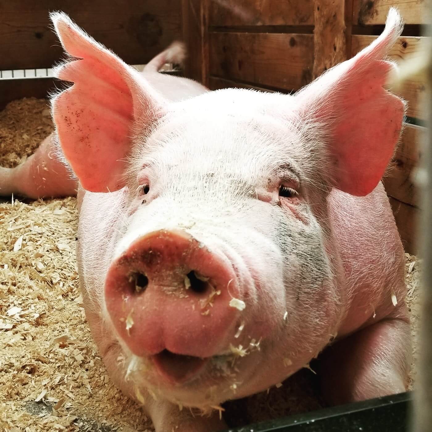 cochon adulte en gros plan couché dans un box de copeaux de bois